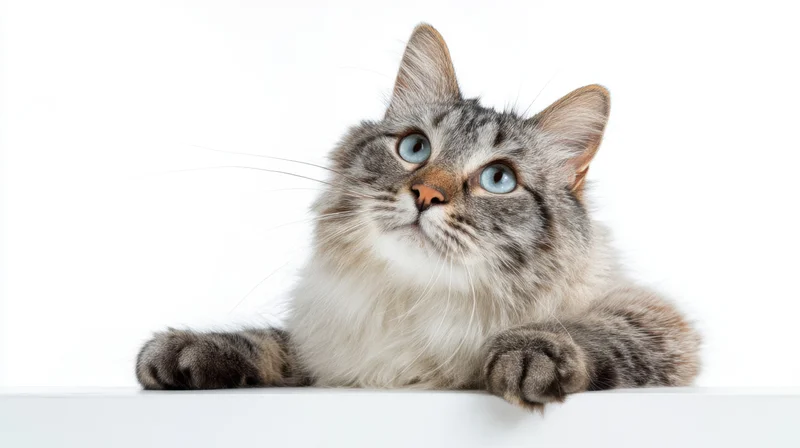 Fluffy gray tabby cat lying on white surface with blue eyes looking upward