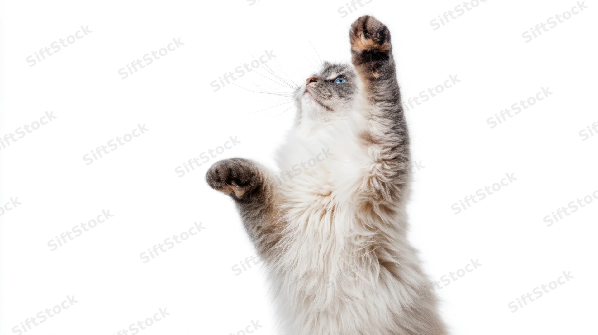 Fluffy long-haired cat standing on hind legs with front paws raised reaching upward against white background