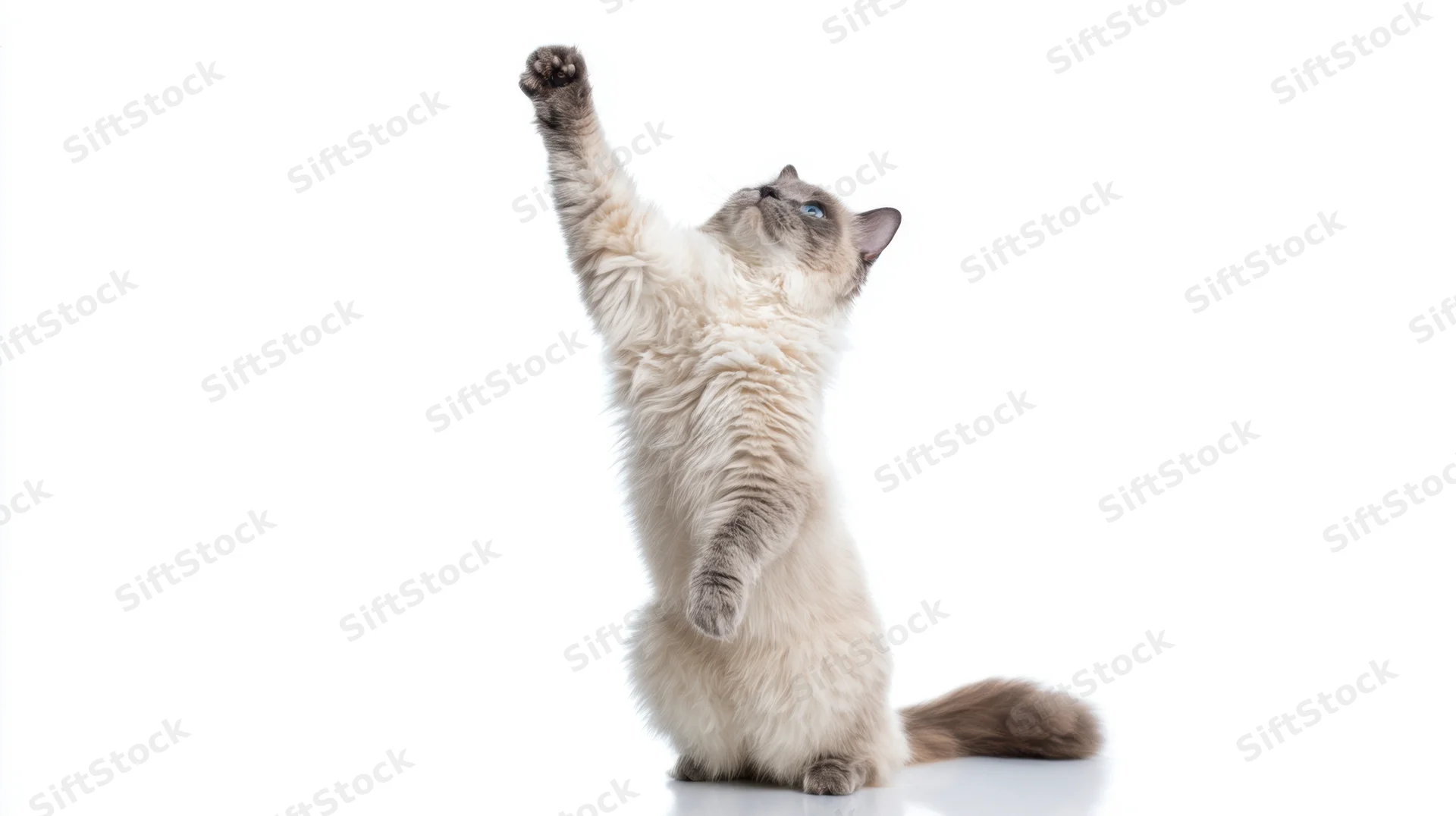 Fluffy longhaired cat standing on hind legs with one paw raised against white background