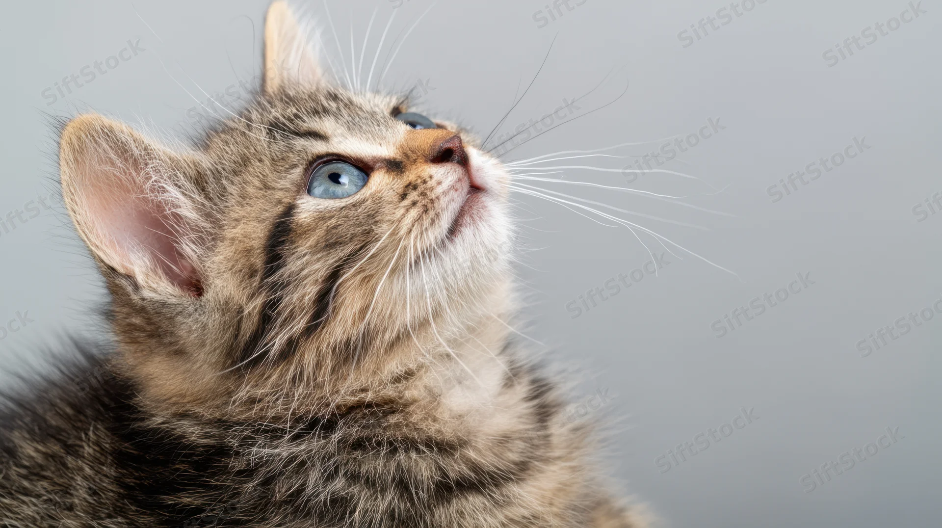 Fluffy tabby kitten looking up with bright blue eyes against a gray background