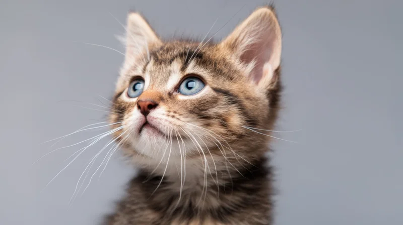 Fluffy tabby kitten looking up with bright blue eyes against a neutral gray background