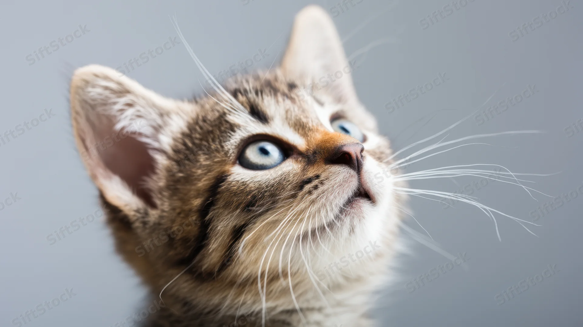 Closeup portrait of a fluffy tabby kitten looking up with blue eyes against a gray background