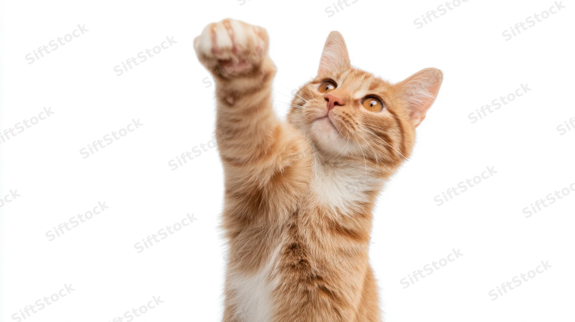 Ginger tabby cat reaching up with front paw raised against white background