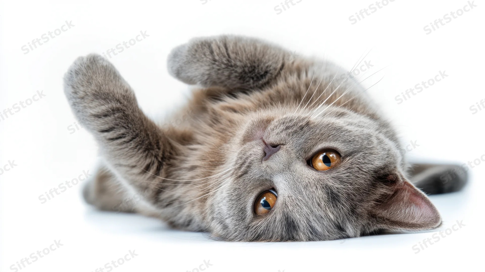 Gray cat lying on its back with paws up in a studio setting
