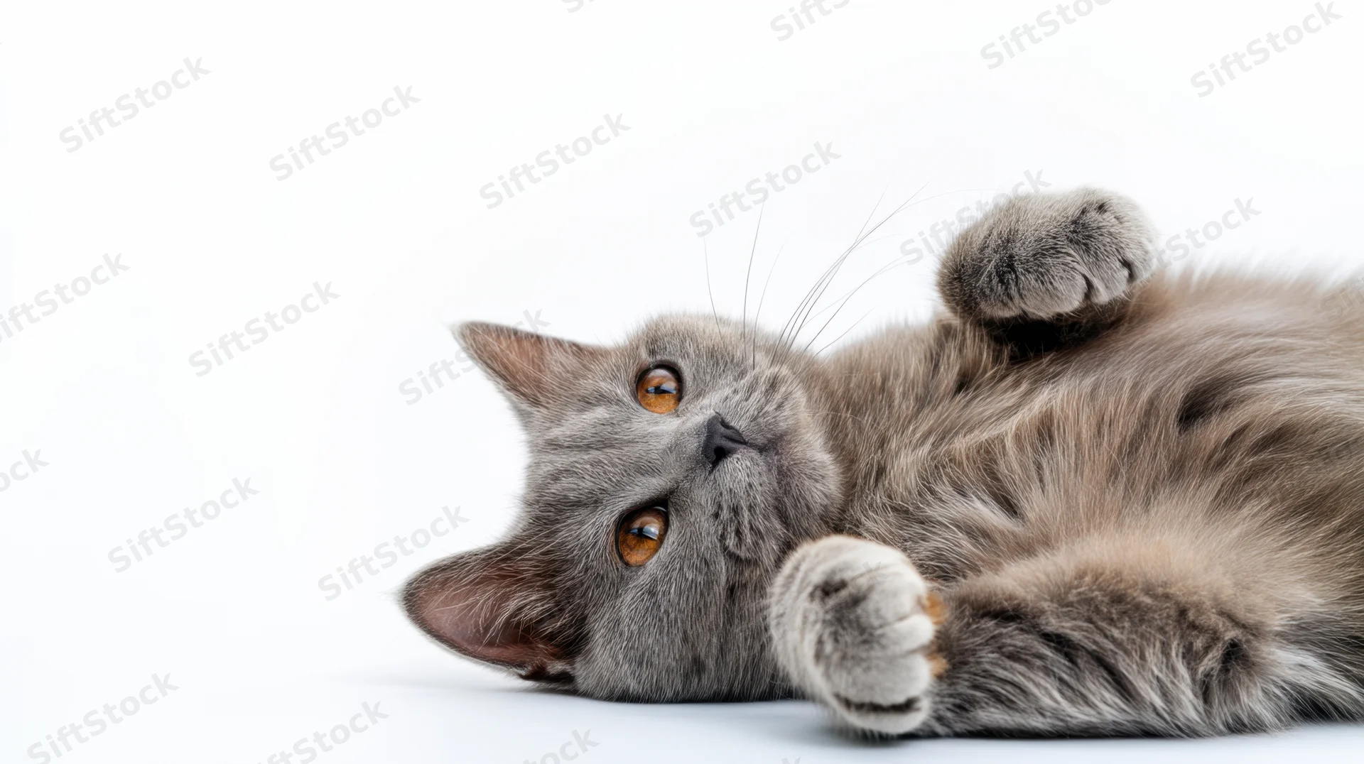 Gray cat lying on its back with paws up on white background