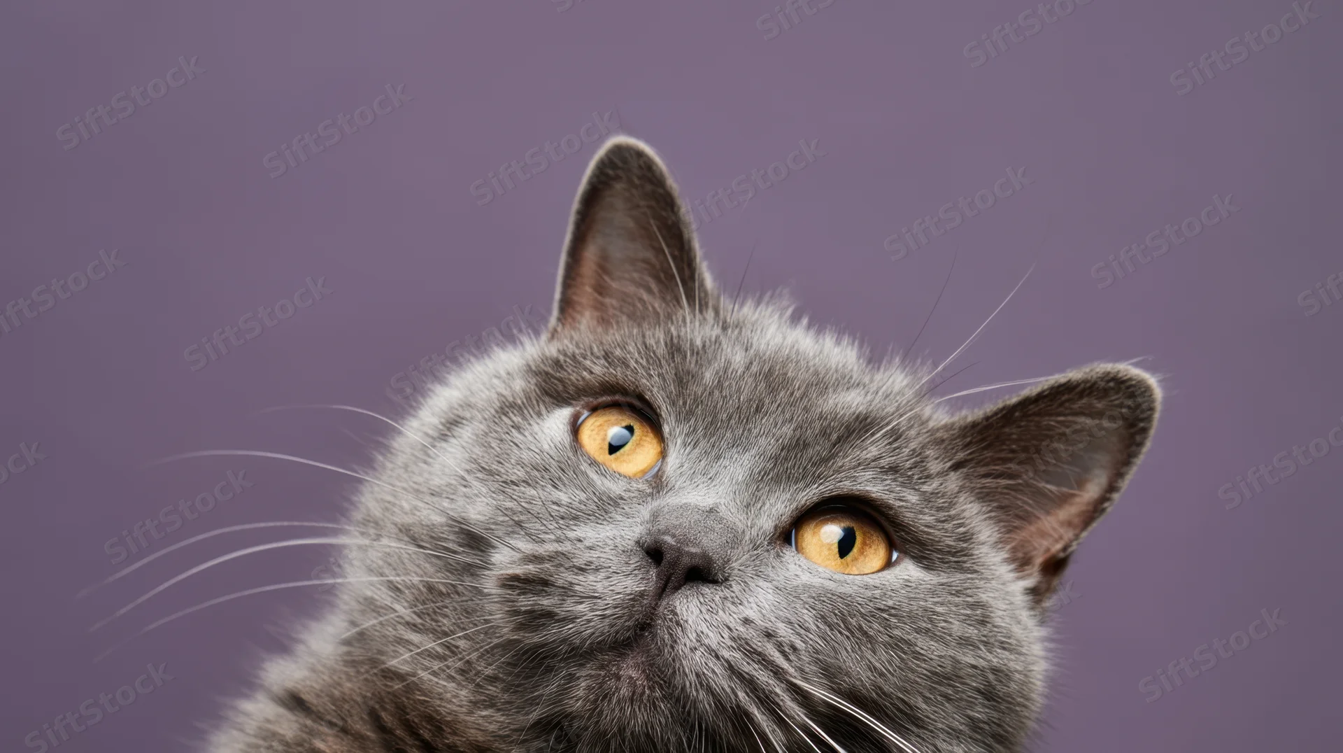 Gray cat looking upward in studio portrait against purple background