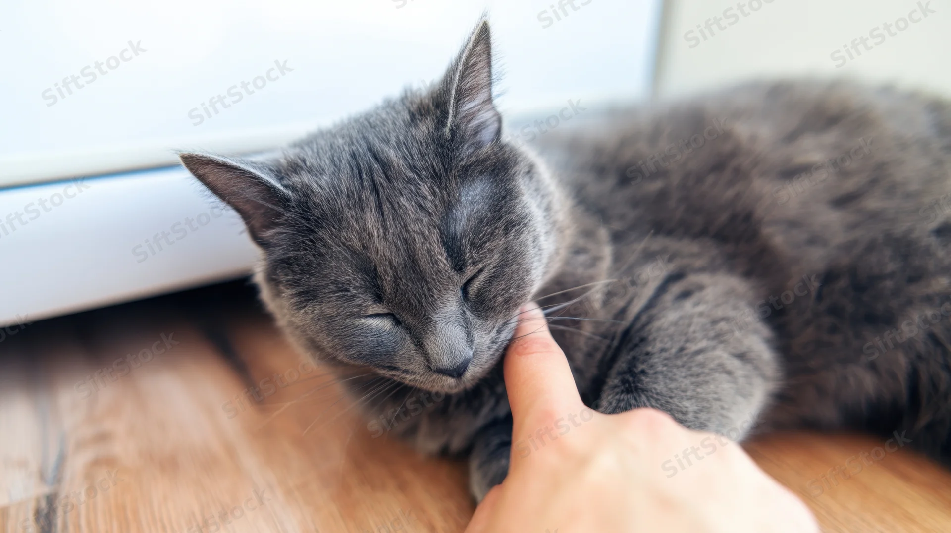 Gray cat sleeping on wooden floor while being gently stroked by a human hand near a window