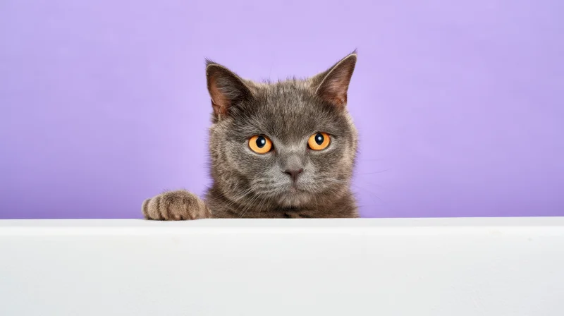 Gray cat peeking over white surface against purple background