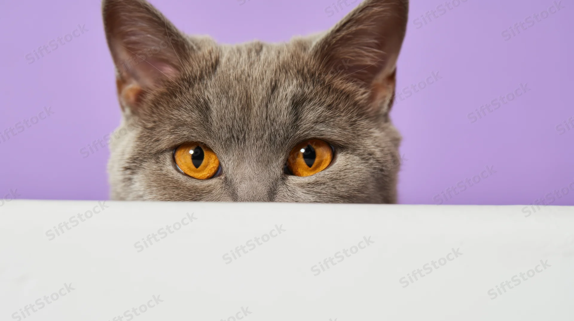 Gray cat peeking over white surface against purple background