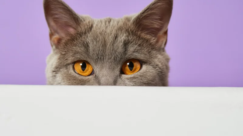 Gray cat peeking over white surface against purple background
