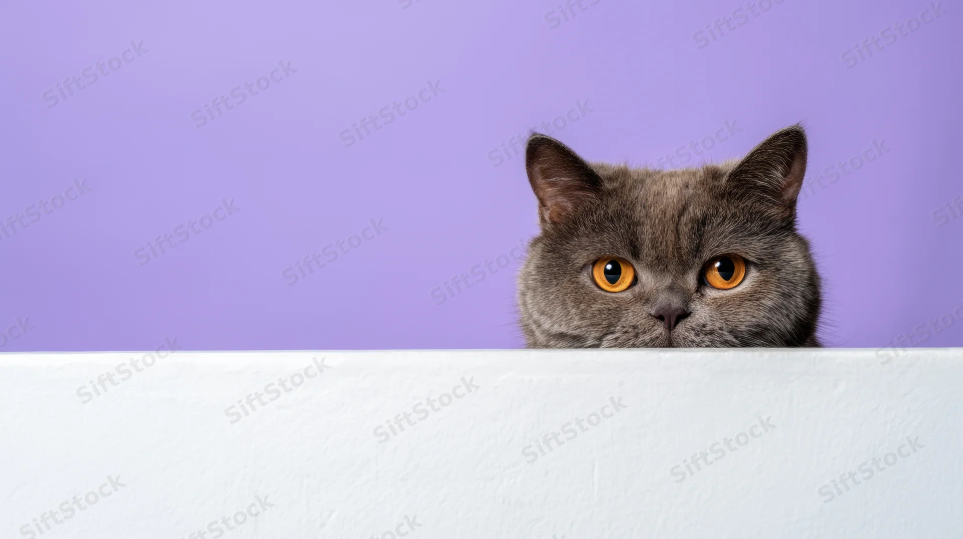 Gray cat peeking over white surface against purple background
