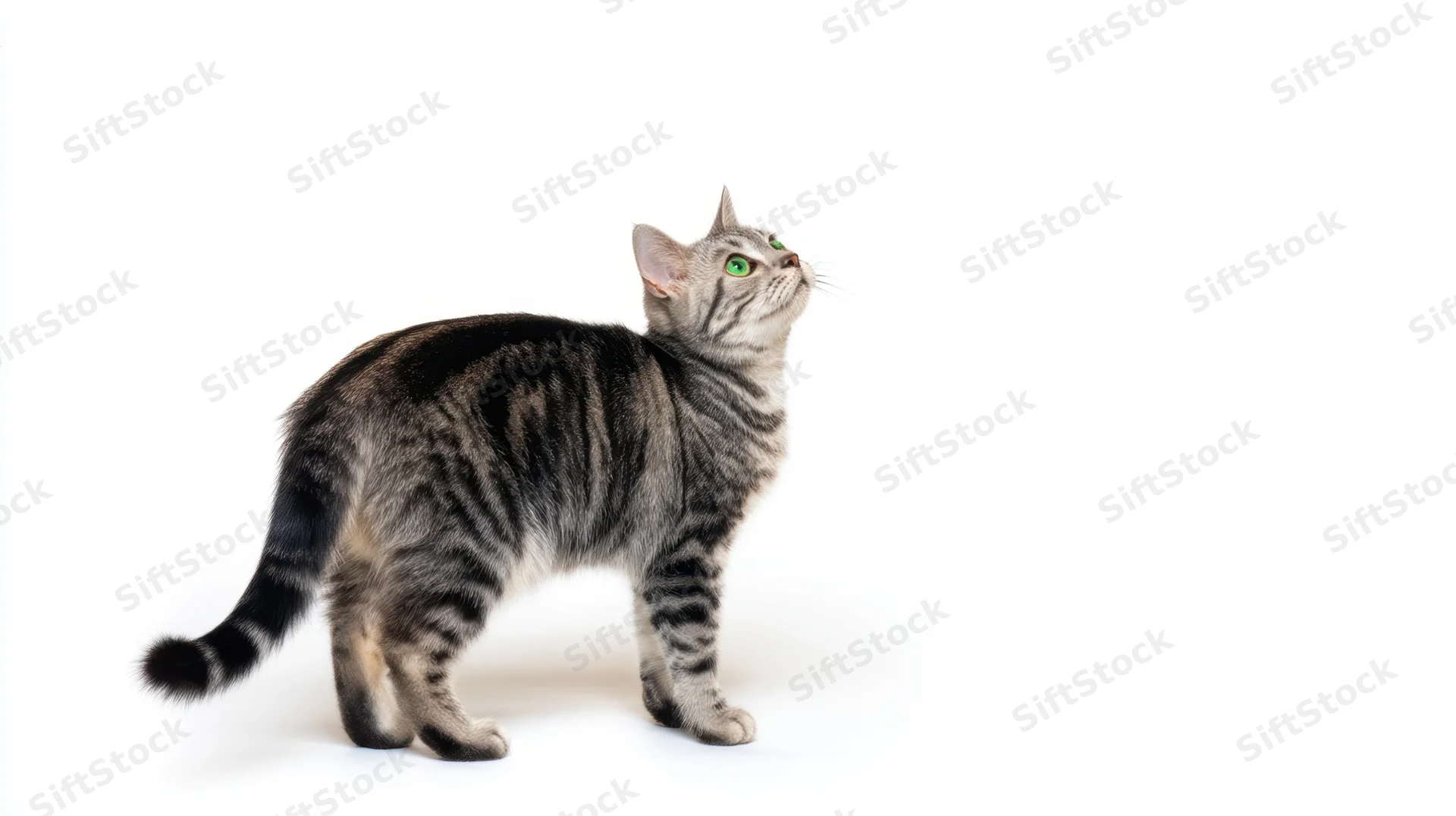 Silver tabby cat standing alert and looking up on white background