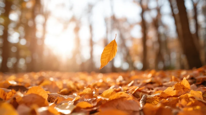 A single golden leaf falling through sunlit autumn forest with carpet of fallen leaves on ground