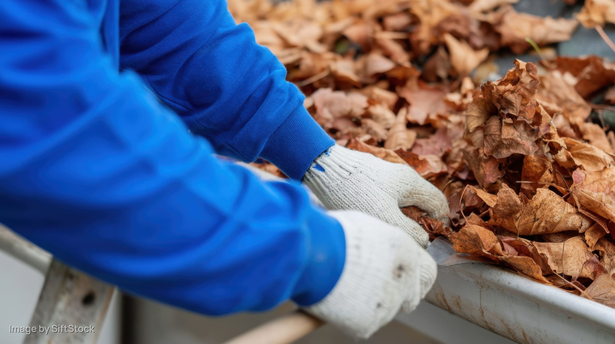 Worker in blue jacket and white gloves raking dry autumn leaves into a metal tray outdoors
