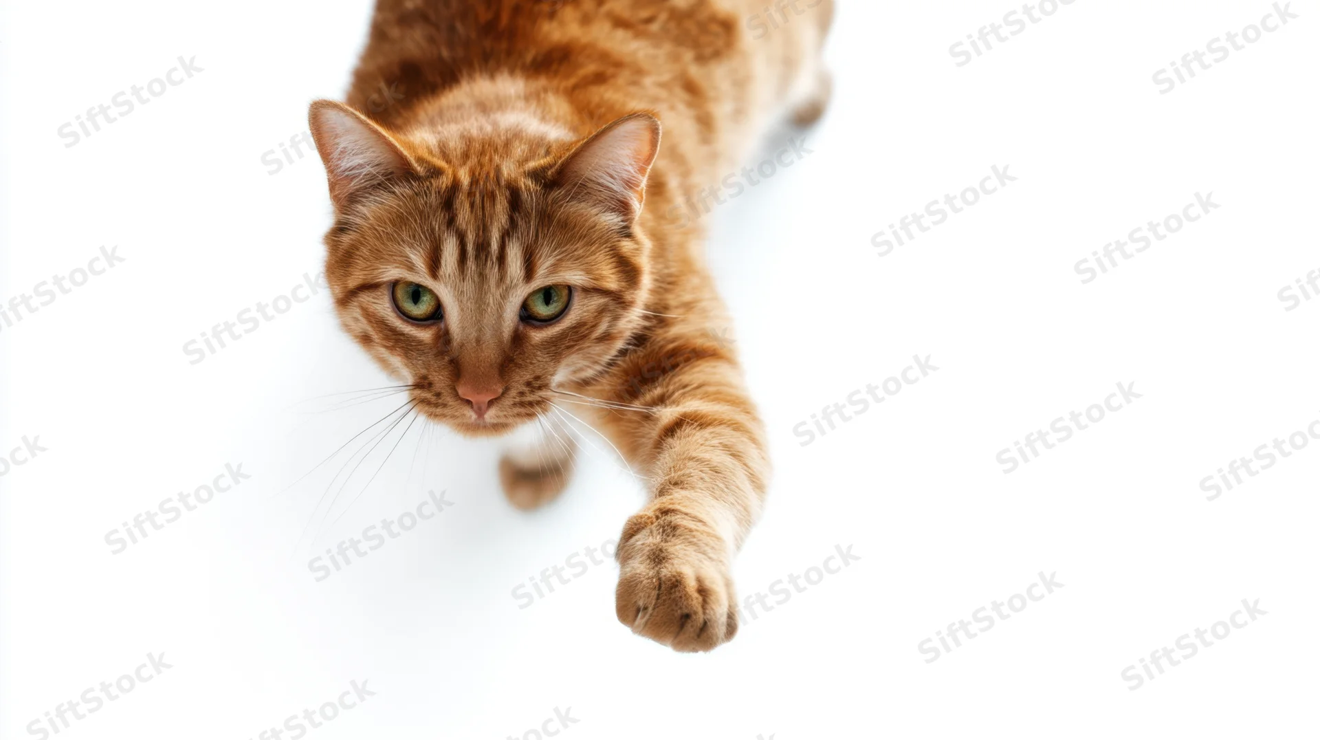 Orange tabby cat reaching forward with front paw extended on white background