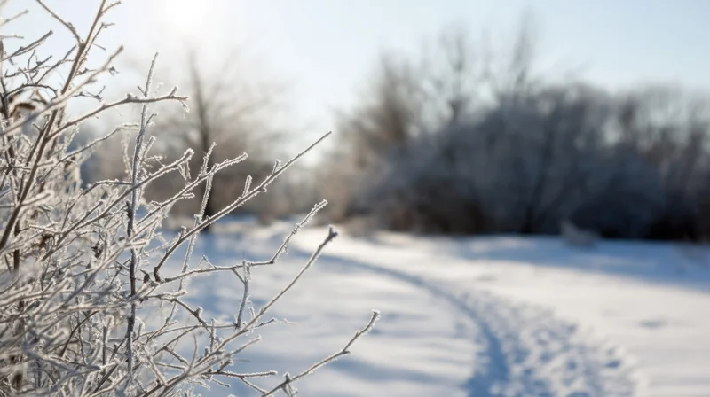 Frost-covered branches in a snowy winter landscape with a winding path through the snow