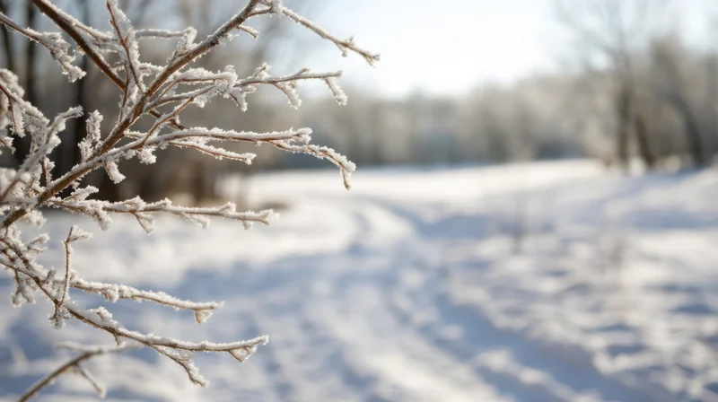 Frost-covered branches in a snowy winter landscape with soft sunlight and blurred background