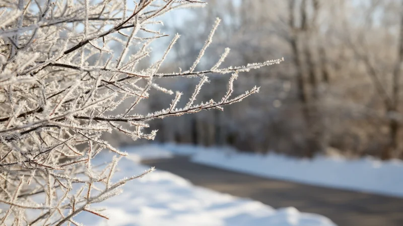 Frost-covered branches in a snowy winter landscape with a path winding through a forested area