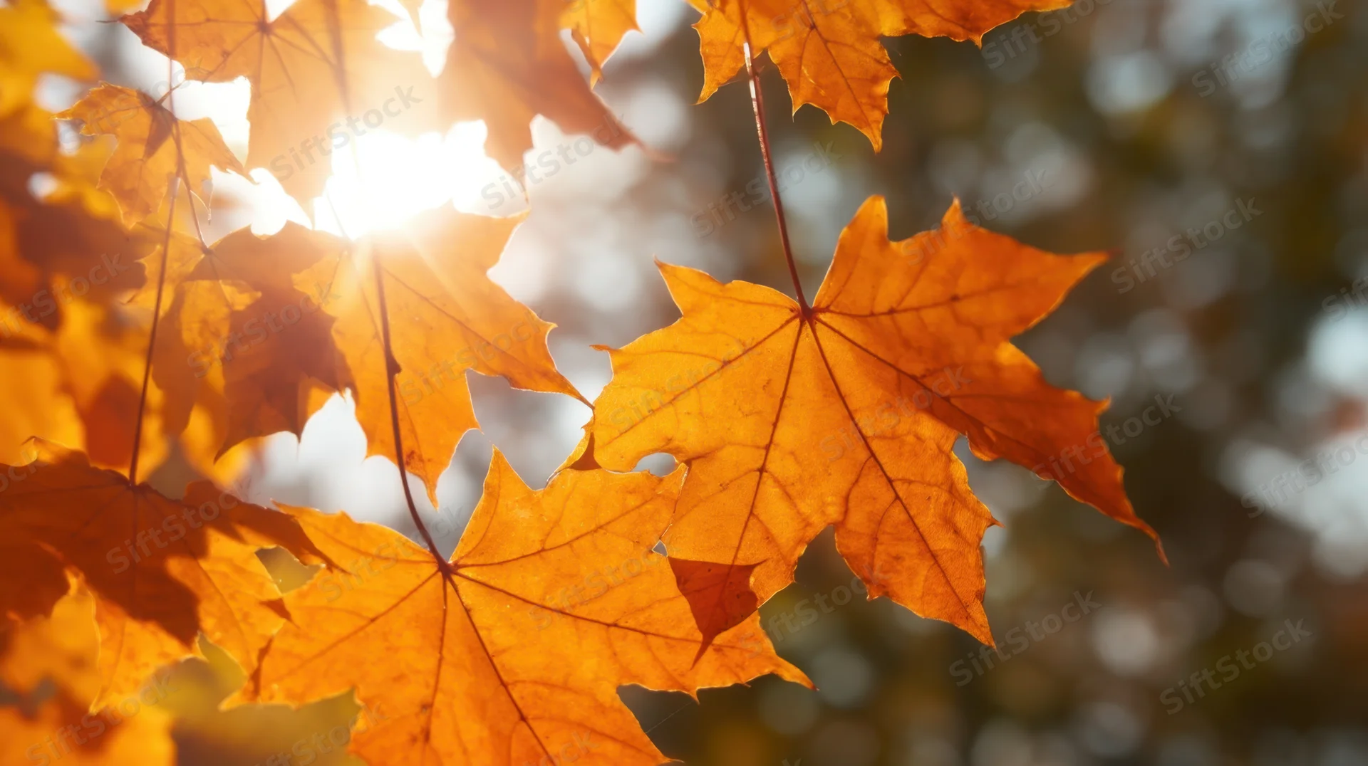Golden maple leaves backlit by sunlight in autumn forest