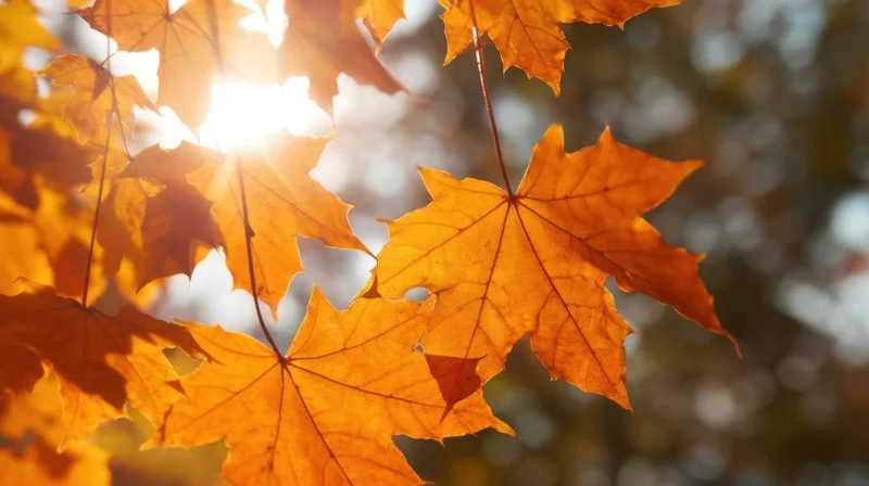 Golden maple leaves backlit by sunlight in autumn forest