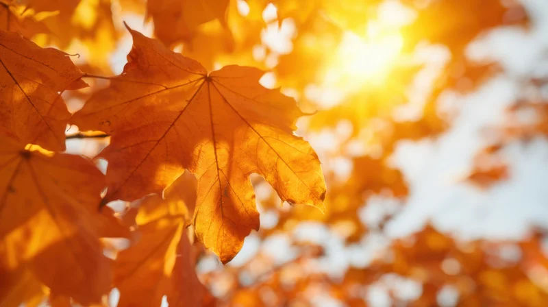 Golden maple leaves backlit by sunlight in autumn forest