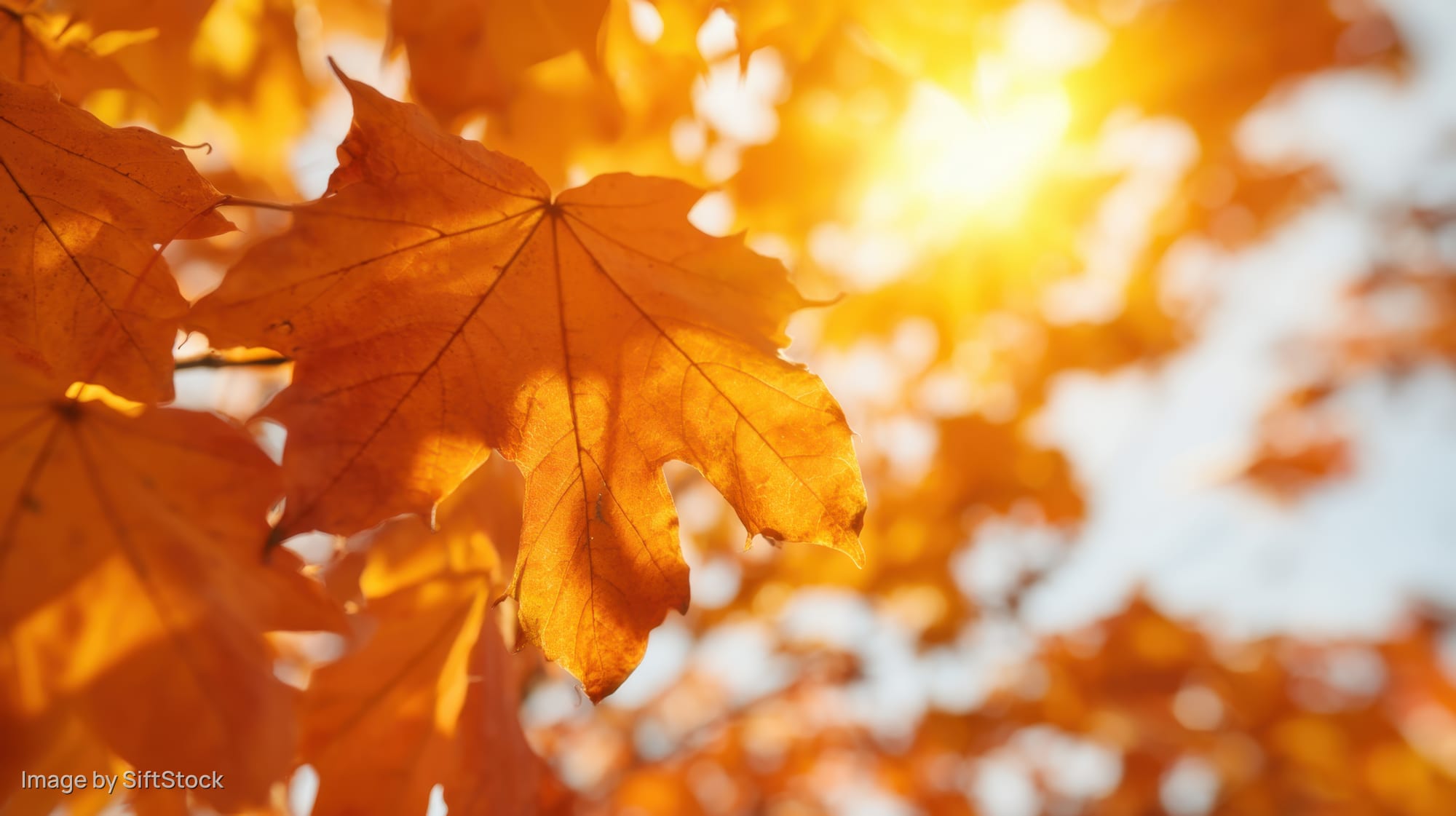 Golden maple leaves backlit by sunlight in autumn forest
