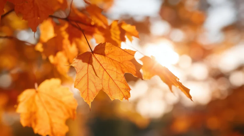 Golden maple leaves backlit by sunlight in autumn forest