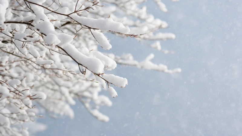 Snow-covered tree branch against a pale blue sky during winter