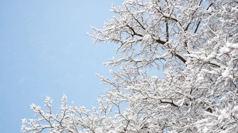 Snow-covered tree branches against a clear blue sky during winter