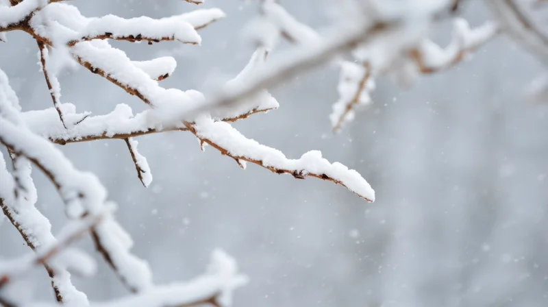 Snow-covered tree branch in winter forest during snowfall
