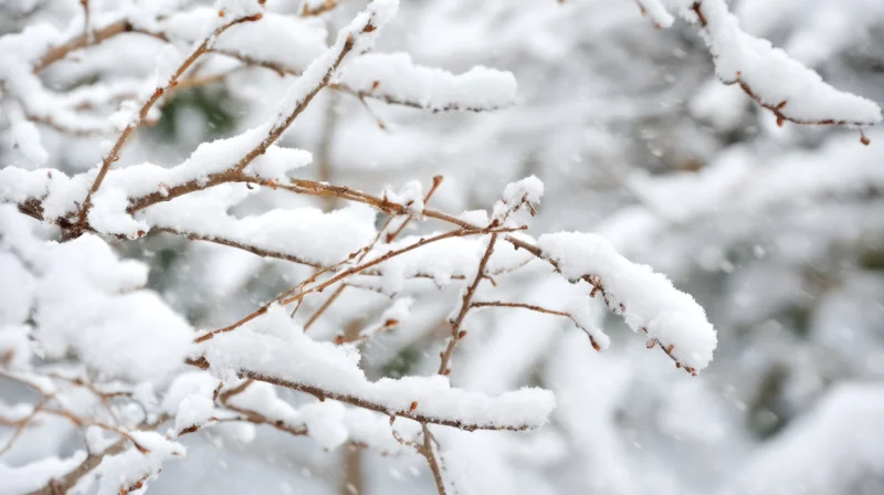 Snow-covered tree branch in winter forest