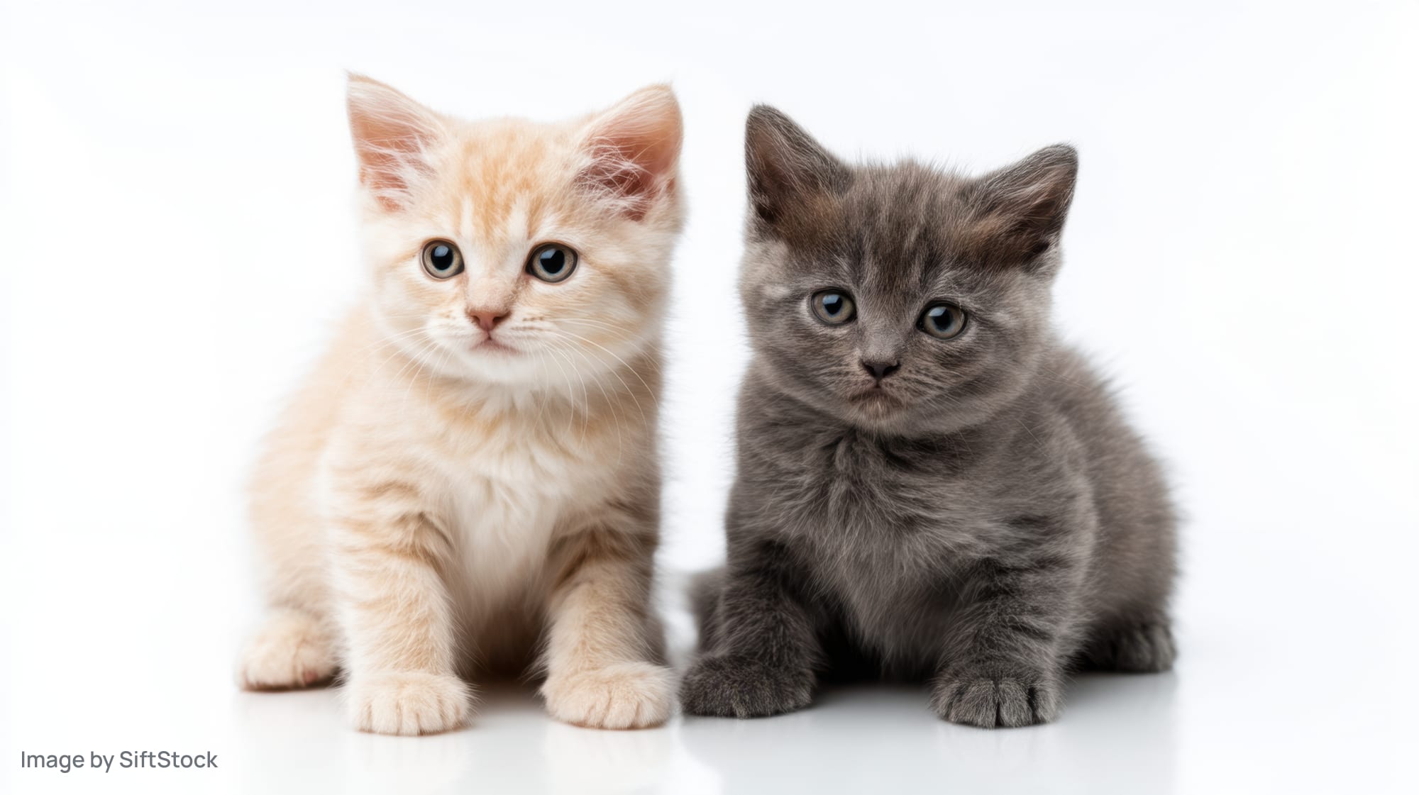 Two kittens sitting side by side on a white studio background
