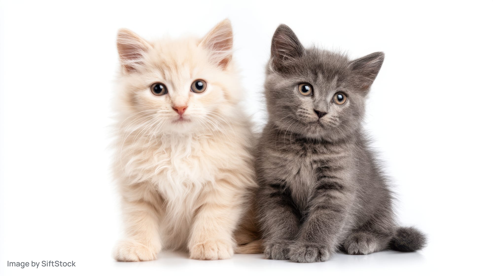 Two kittens sitting side by side on white background