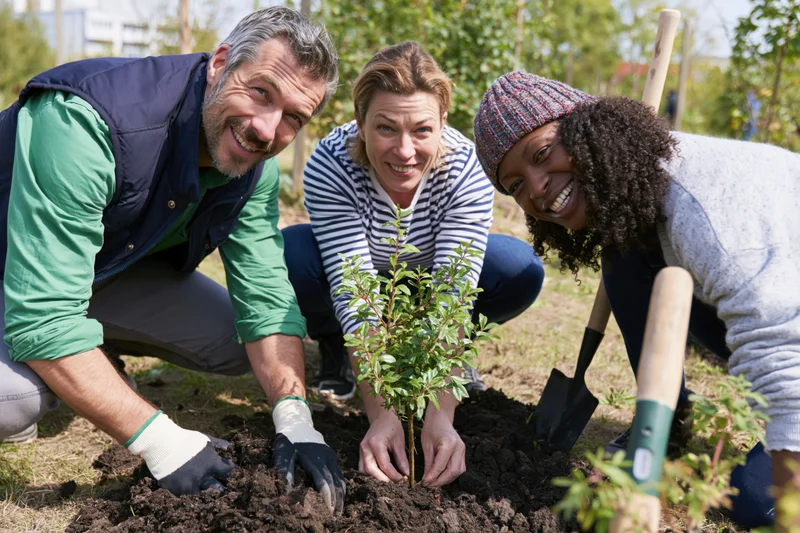 Three friends planting a young shrub in a sunlit garden