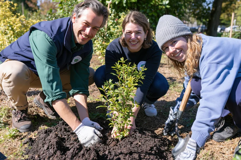 Three volunteers planting a young shrub in a sunlit garden