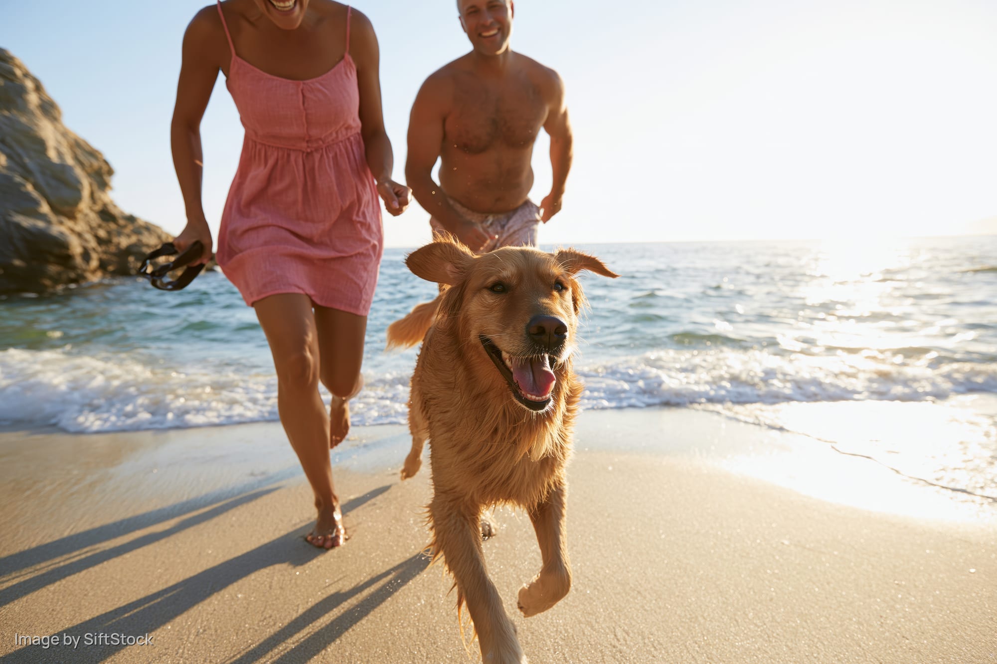 Golden retriever running on beach with couple sprinting behind along shoreline