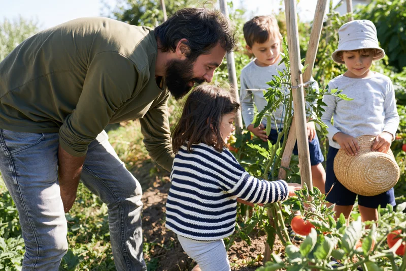 Father and children harvesting tomatoes in a garden together