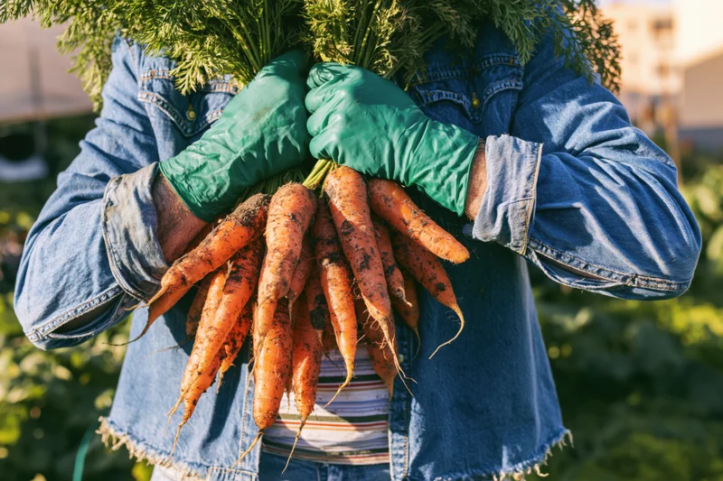 Farmer holding freshly harvested carrots in a garden field