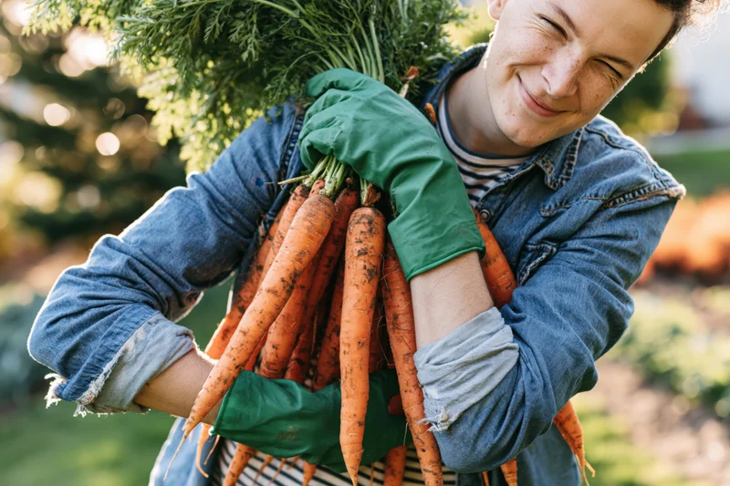 Woman holding freshly harvested carrots in a garden, wearing green gloves and denim shirt, smiling at camera