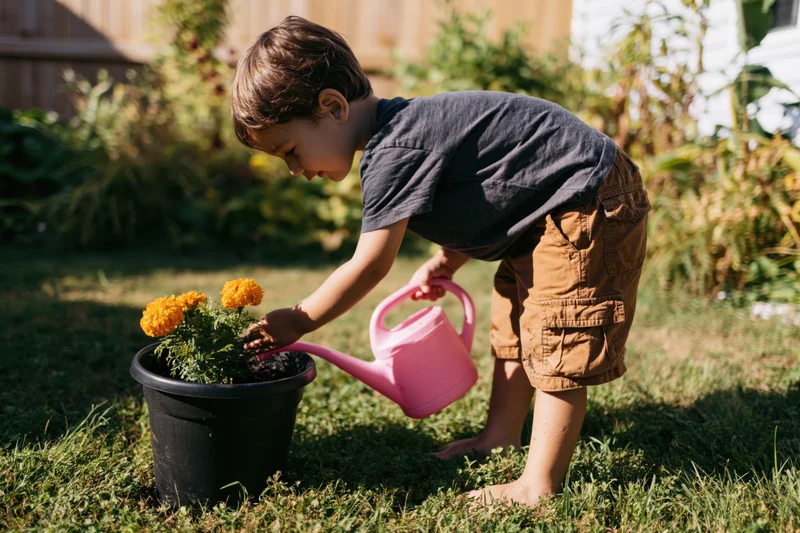Young boy watering marigolds in a black pot in a sunlit backyard garden