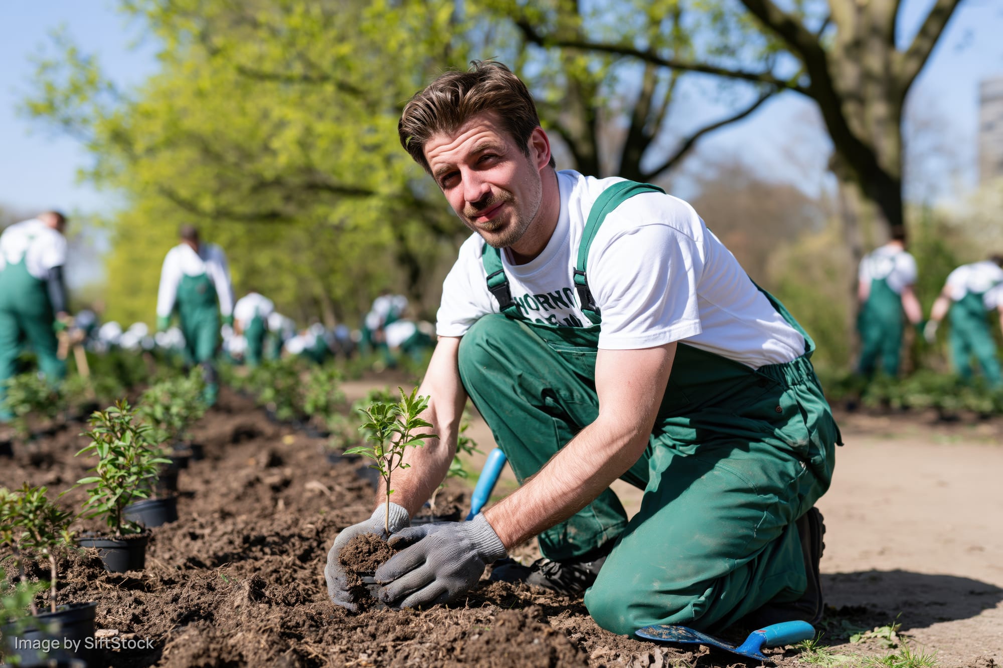 Man kneeling in soil planting saplings in a garden row with others working in background
