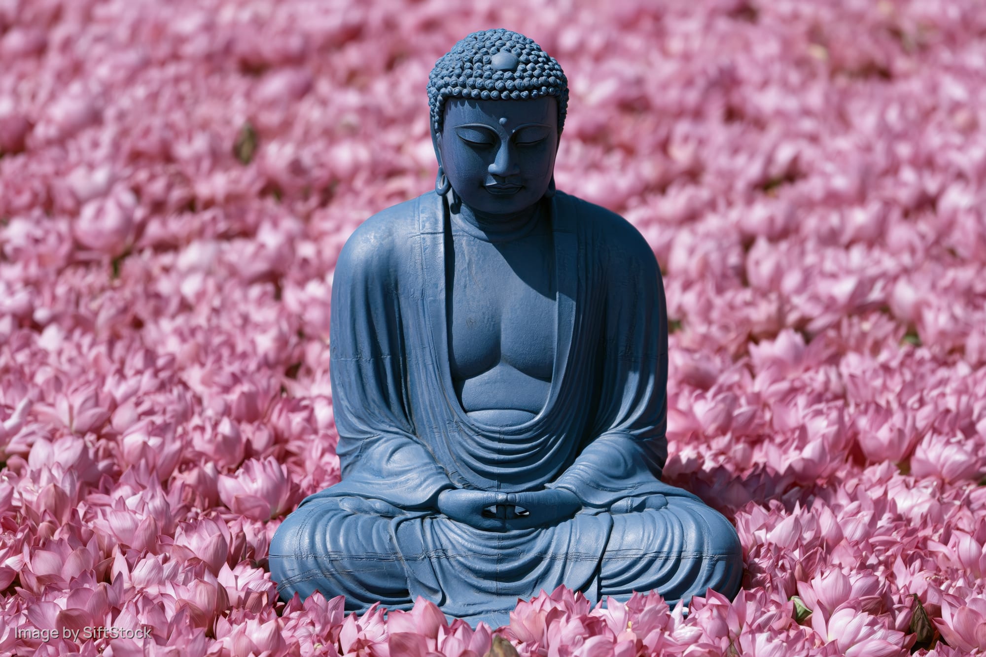 Blue buddha statue seated in meditation among pink lotus flowers in a garden