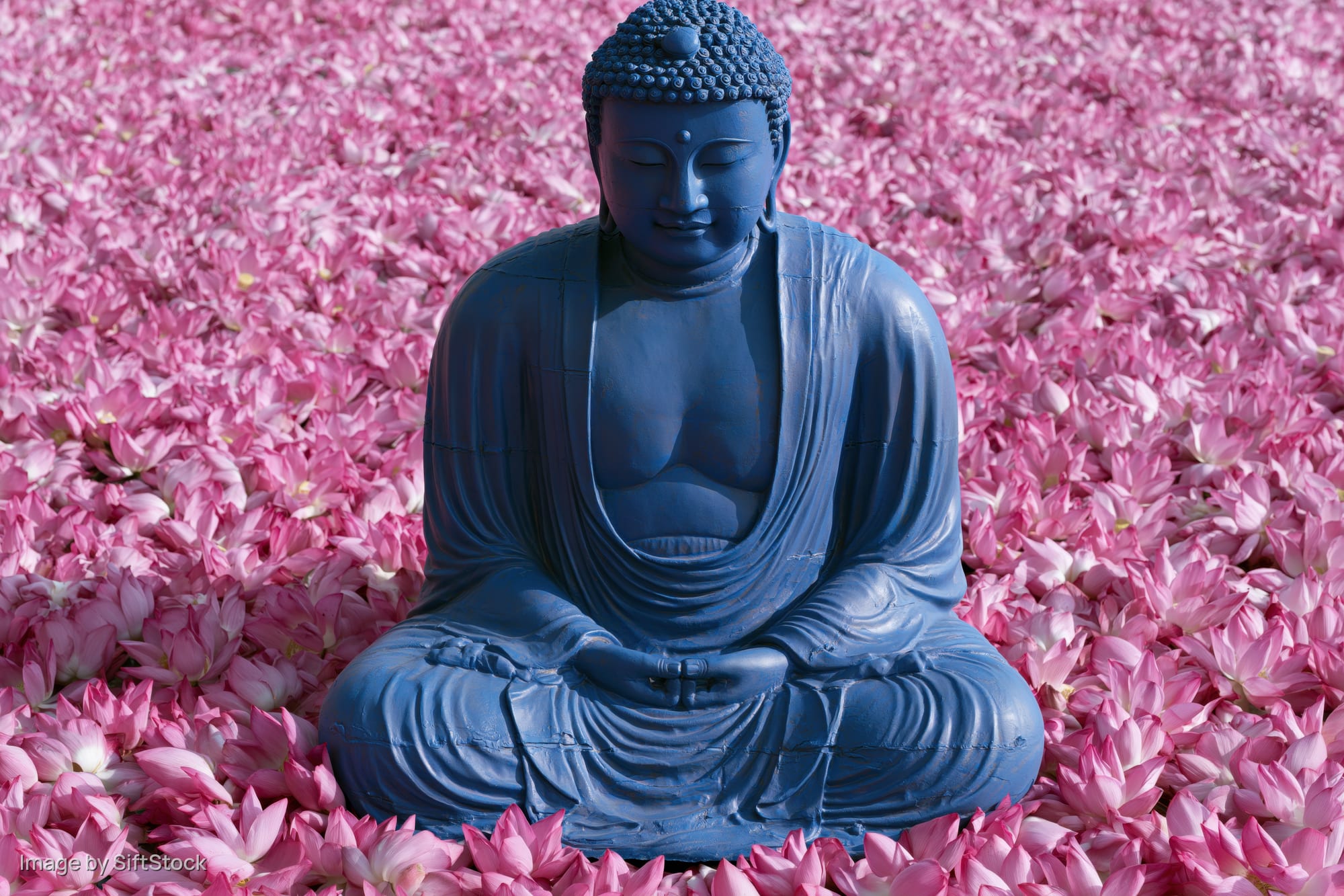 Blue buddha statue seated crosslegged in a field of pink lotus flowers outdoors