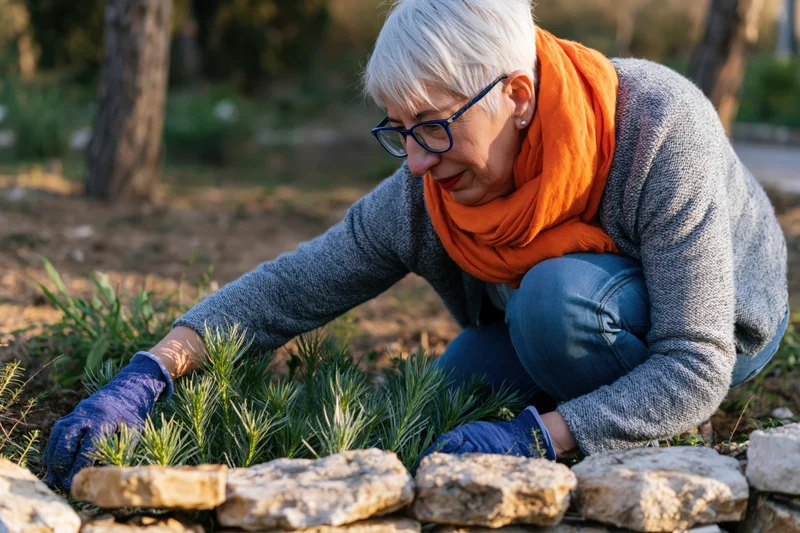 Senior woman kneeling in garden tending rosemary plants with gloves on