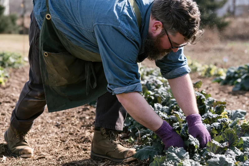 Man tending kale plants in a garden field wearing apron and gloves